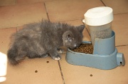MANGE 003